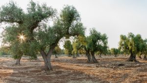 Olivovníky patria k najstarším ovocným stromom. Zdroj: iStockphoto.com