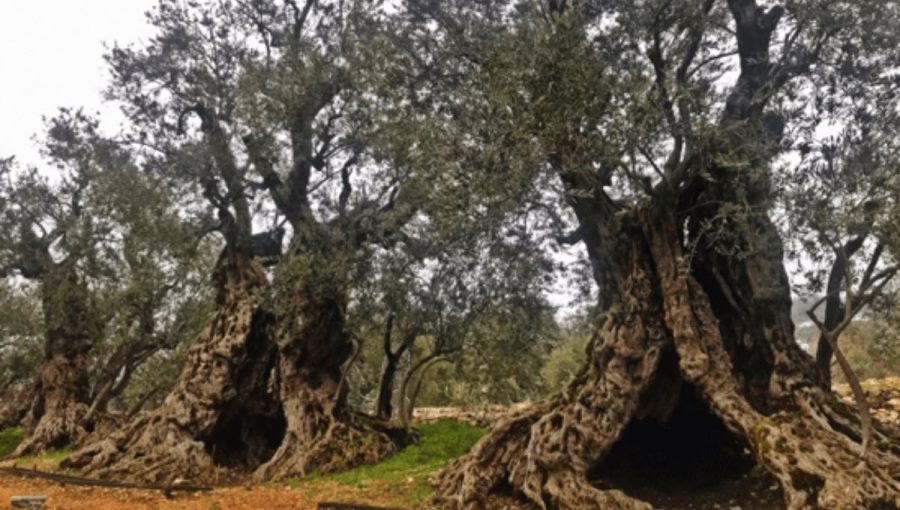 Sesterské Noemove olivovníky v Bcheale v severnom Libanone. Zdroj: www.oldest.org