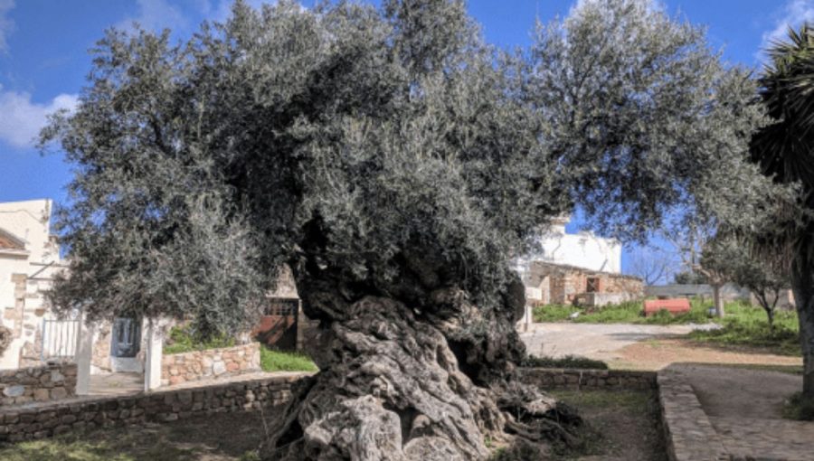Jeden z najstarších olivovníkov na svete vo Vouves na Kréte. Zdroj: www.oldest.org