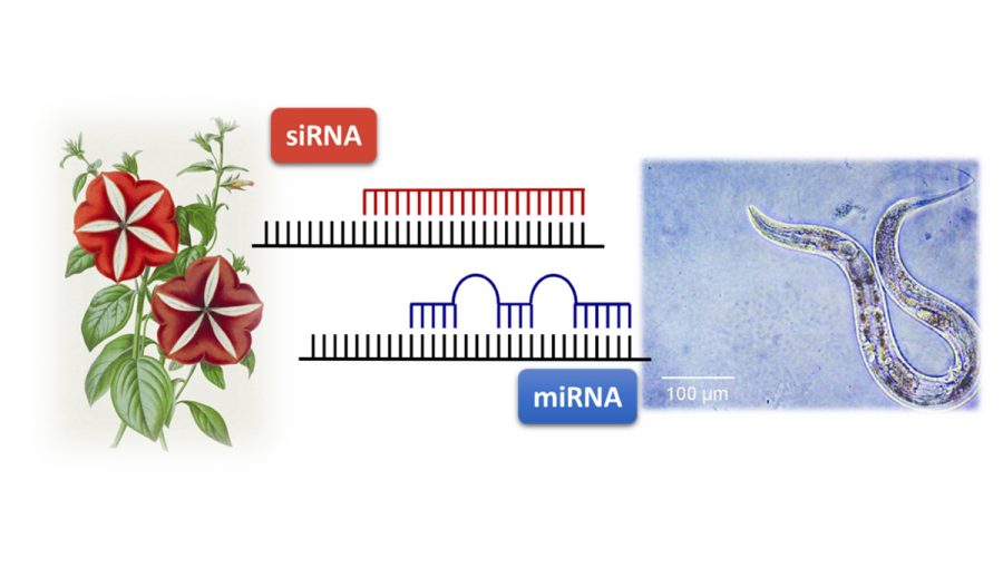 Malé nekódujúce RNA, ktoré regulujú expresiu génov prostredníctvom RNA interferencie. U rastlín (na obrázku petúnia) sú to krátke interferujúce RNA (siRNA) s úplne komplementárnym reťazcom k cieľovej mRNA. U živočíchov (na obrázku C. elegans) sú to mikro RNA (miRNA), ktoré sú len čiastočne komplementárne k svojej cieľovej mRNA. Zdroj: archív PP