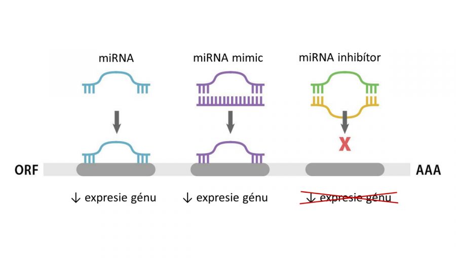 Vplyv miRNA, miRNA mimic a miRNA inhibítora na expresiu cieľového génu.