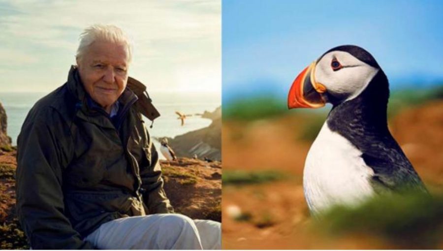 David Attenborough bude divákov sprevádzať novým seriálom BBC. Zdroj: BBC