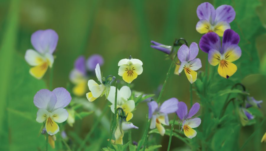 Kvety fialky trojfarebnej (viola tricolor). Zdroj: iStockphoto.com