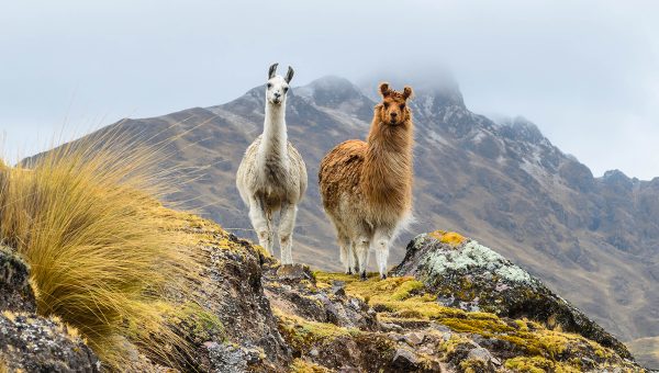 Lamy na vrcholoch v Peru. Zdroj: iStockphoto.com