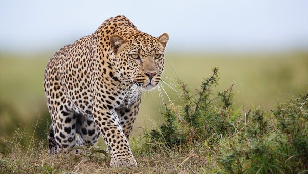 Striehnuci leopard. Zdroj: iStockphoto.com