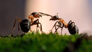 Mravce komunikujúce tykadlami. Zdroj: iStockphoto.com