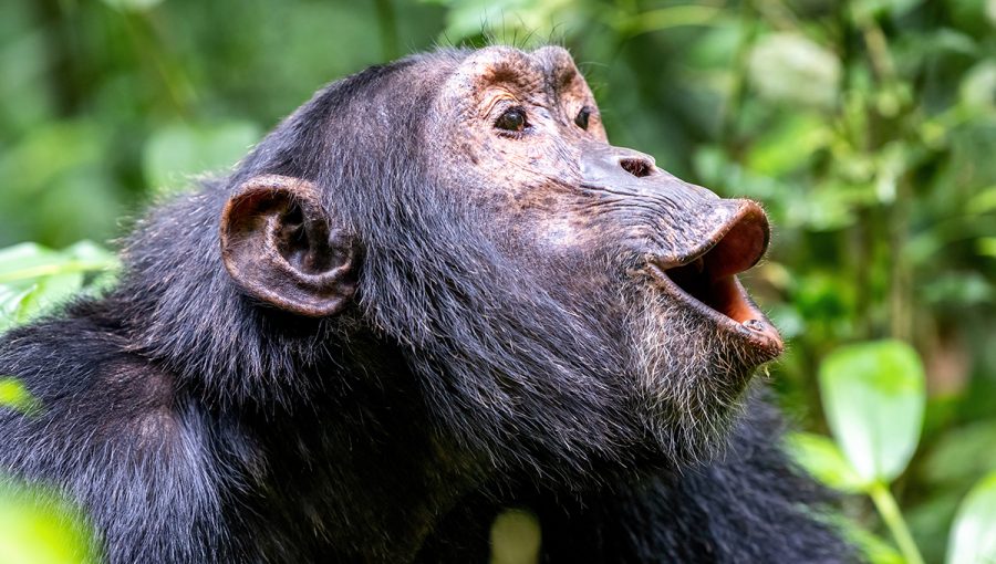 Zavýjajúci šimpanz. Zdroj: iStockphoto.com