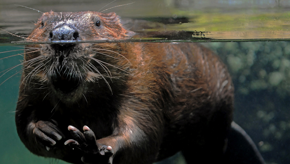 Bobor. Zdroj: iStockphoto.com