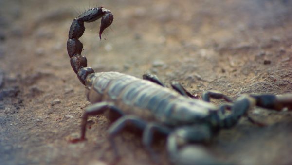 Čierny škorpión so vztýčeným chvostom. Zdroj: iStockphoto.com