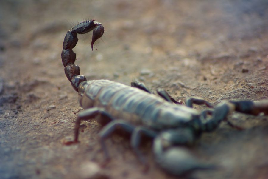 Čierny škorpión so vztýčeným chvostom. Zdroj: iStockphoto.com