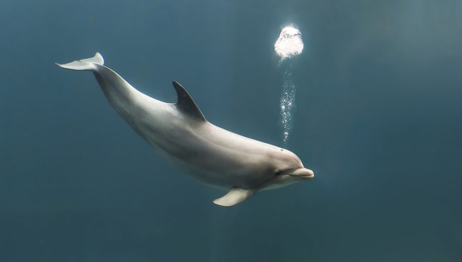 Delfín pod hladinou vypúšťajúci bublinky. Zdroj: iStockphoto.com
