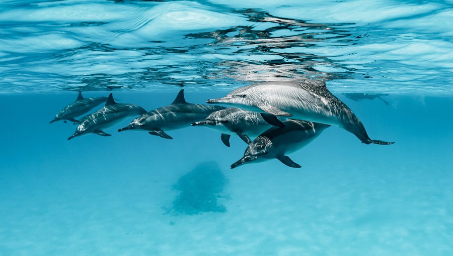 Skupina delfínov. Zdroj: iStockphoto.com