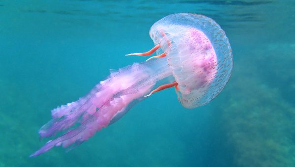 Medúza v mori. Zdroj: iStockphoto.com