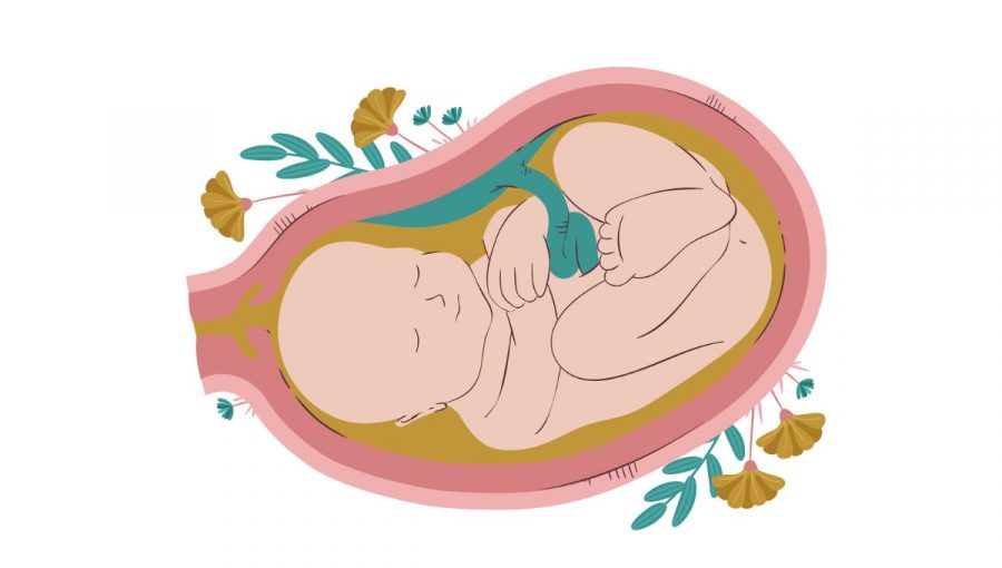 dieťa v placente