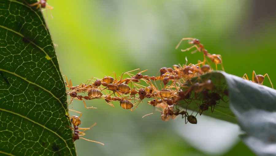 Spolupracujúce mravce. Zdroj: iStockphoto.com