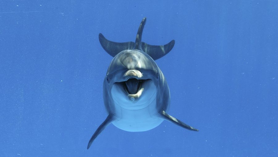Delfíny v hluku využívajú rôzne spôsoby komunikácie. Zdroj: iStockphoto.com