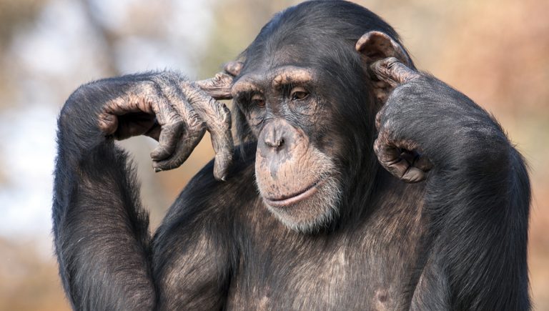 Šimpanz si zapcháva uši. Zdroj: iStockphoto.com