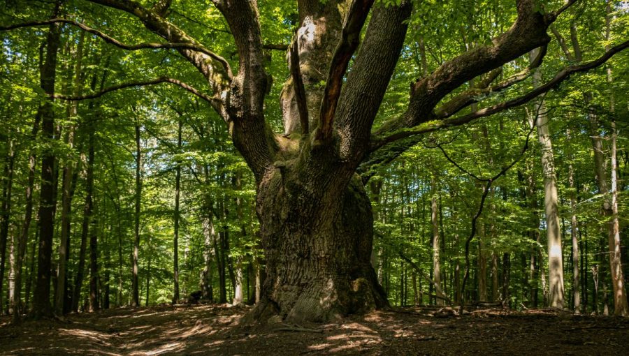 Dračí strom v Lozorne. Zdroj: Ekopolis
