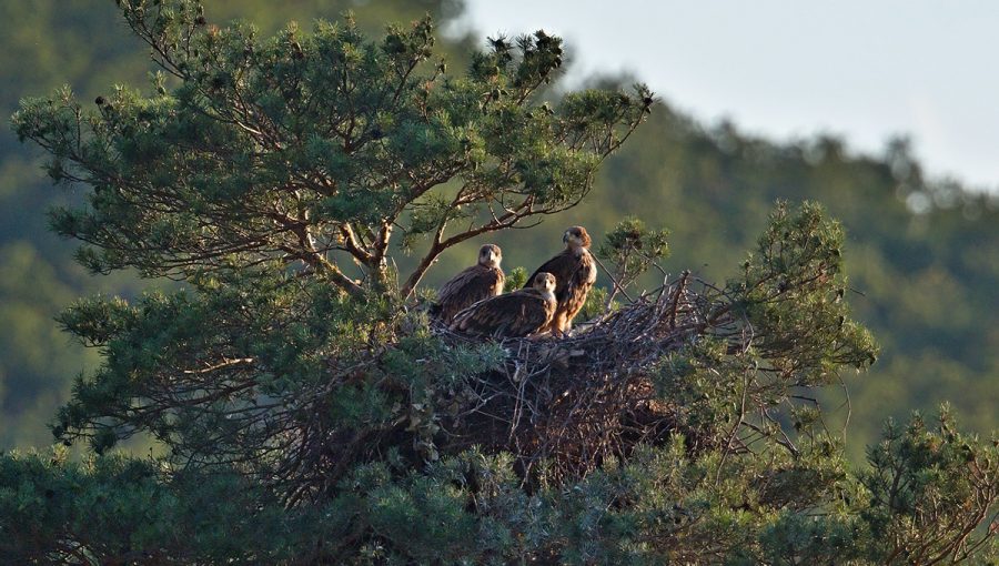 Mláďatá orla kráľovského v hniezde. Zdroj: Jozef Chavko