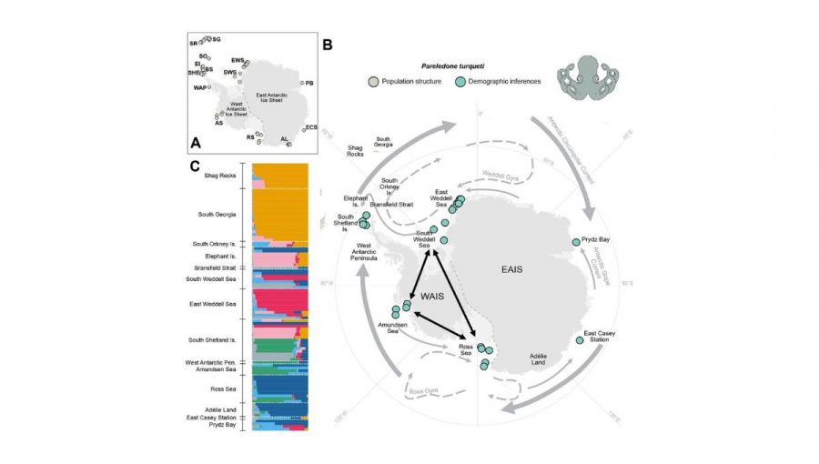 Mapa Antarktídy so znázornenými odbermi vzoriek DNA chobotníc Pareledone turqueti (graf A). Zdroj Lau a kol., 2023 