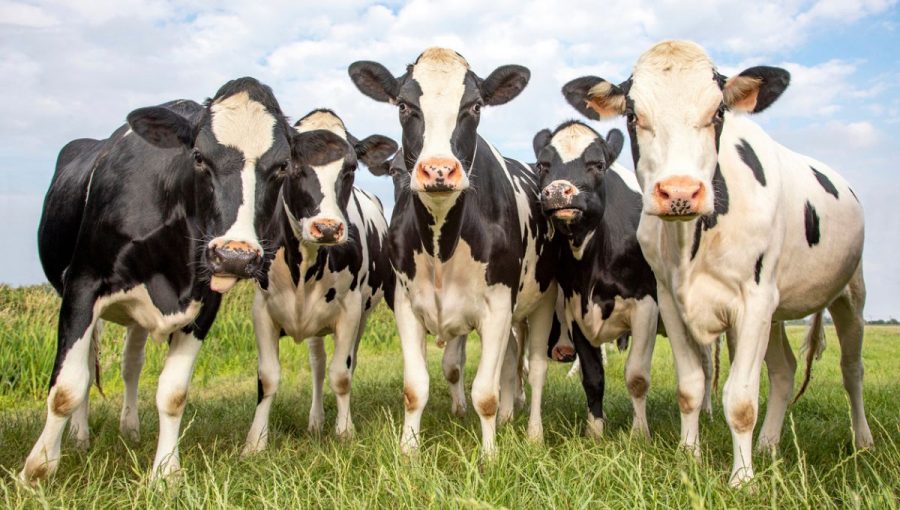 Na obrázku je 5 kráv na lúke, dívajú sa do objektívu. Zdroj: iStockphoto.com