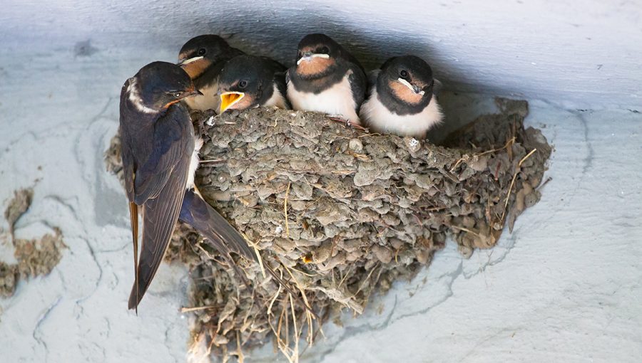 Lastovička kŕmi mláďatá v hniezde. Zdroj: iStockphoto.com