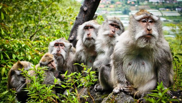 Samice makakov s pribúdajúcim vekom aktívne zmenšujú veľkosť svojich sociálnych sietí. Zdroj: iStockphoto.com