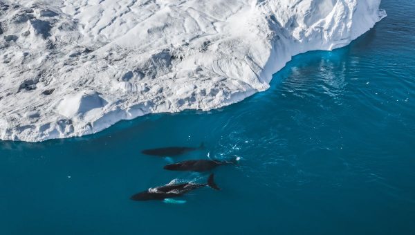 Tri vráskavce dlhoplutvé plávajúce okolo ľadovca. Zdroj: iStockphoto.com