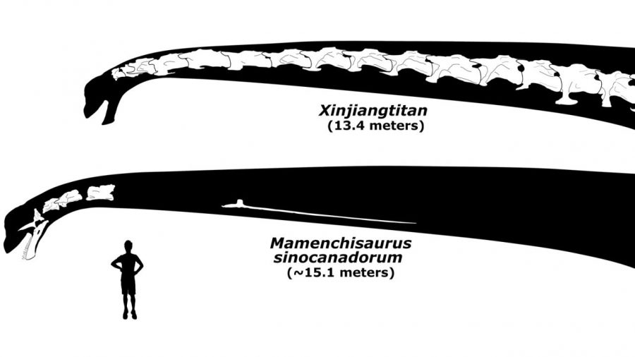 Najdlhší úplný krk zdokumentovaný vedcami patrí fosílnemu dinosaurovi nazývanému Xinjiangtitan (hore). M. sinocanadorum (dole) ho má ešte dlhší, domnievajú sa vedci. Autor: Andrew Moore