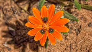 Kvet Gorteria diffusa. Zdroj: iStockphoto.com