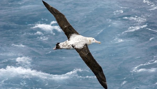Letiaci albatros. Zdroj: iStockphoto.com