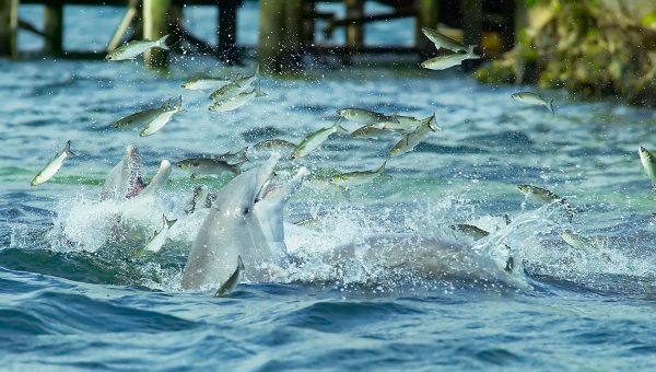 Kŕmiace sa delfíny. Zdroj: iStockphoto.com