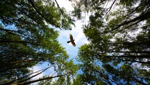 Jastrab letí nad lesom. Zdroj: iStockphoto.com