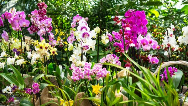 V Botanickej záhrade UPJŠ v Košiciach sa začala výstava orchideí. Zdroj: iStockphoto.com