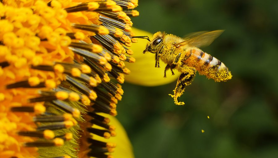 Včela opeľuje kvet. Zdroj: iStockphoto.com