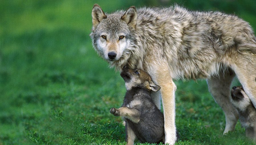 Mláďa vlka s matkou. Zdroj: iStockphoto.com