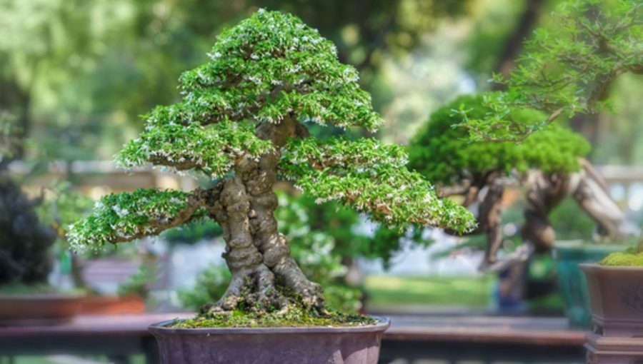 Od piatka do nedele bude v Botanickej záhrade UPJŠ v Košiciach výstava bonsajov. Zdroj: iStockphoto.com