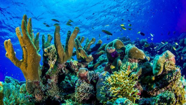 Koralový útes Tubbataha na Filipínach. Zdroj: iStockphoto.com