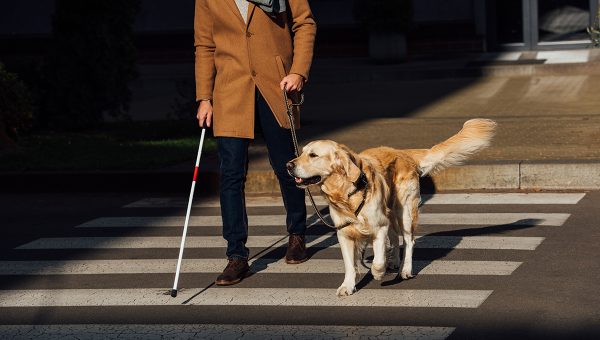 Vodiaci pes a jeho pán prechádzajú cez prechod. Zdroj: iStockphoto.com