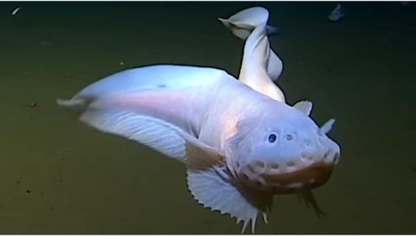 Austrálski vedci nakrútili morského slimáka 8 336 metrov pod morom. Zdroj: Deep Sea Research Centre Minderoo-UWA