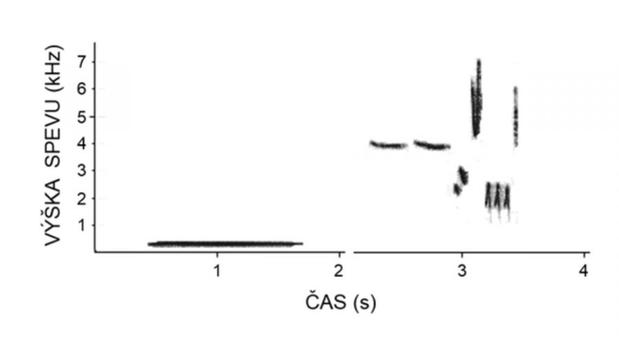 Obr. 4: Príklad sonogramov vtáčieho spevu. Vľavo je veľmi jednoduchý a nízko položený spev vranuše faraón (Cephalopterus penduliger), vpravo je úryvok z podstatne komplexnejšieho a vyššie položeného spevu slávika obyčajného (Luscinia megarhynchos).