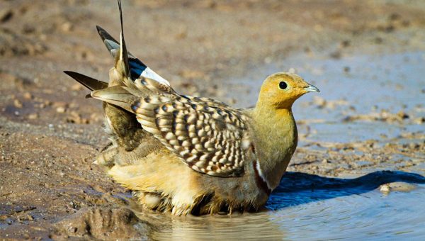 Jedinečnú schopnosť peria piesočnatých vtákov prenášať vodu po prvý raz zachytil v roku 1896 E.G.B. Meade-Waldo. Zdroj: MIT