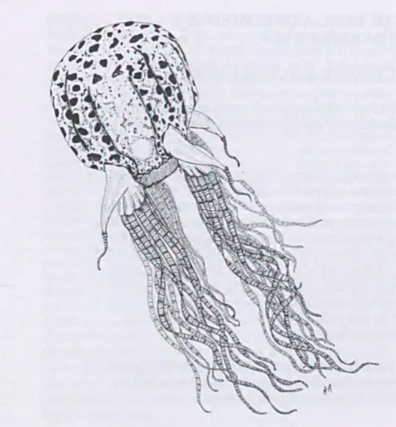 Kresba z roku 2005 po prvý raz opisujúca Chirodectes maculatus. Zdroj: Queenslandské múzeum