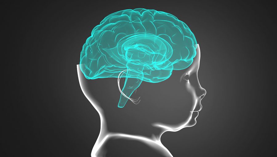 Model mozgu dieťaťa. Zdroj: iStockphoto.com