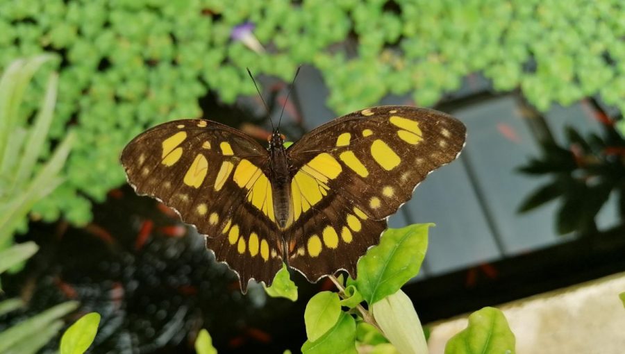 Výstava Motýle exotických trópov potrvá do 2. júla. Zdroj: archív BZ UPJŠ v Košiciach