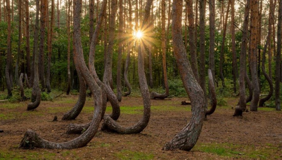 Krivý les je pre vedcov dodnes záhadou. Zdroj: iStockphoto.com