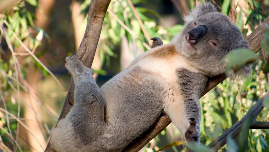 Koaly infikované chlamýdiami ochorejú tak intenzívne, že nedokážu liezť po stromoch, aby si zaobstarali potravu alebo utiekli pred dravcami. Zdroj: iStockphoto.com