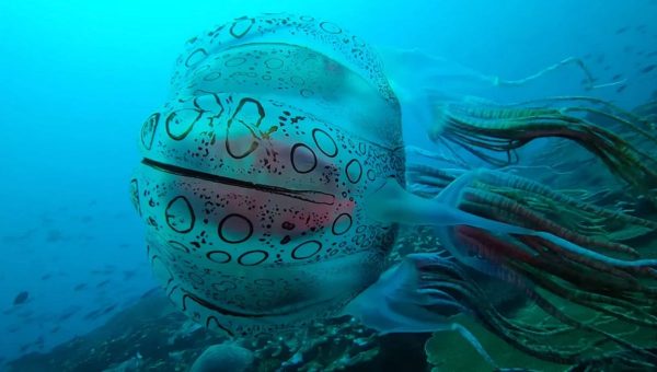 Potápač objavil nezvyčajne krásnu medúzu. Zrejme ide o celkom nový druh. Zdroj: screenshot z videa Scuba Ventures - Kavieng, Facebook