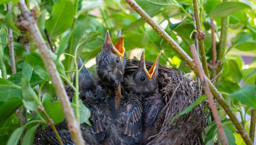 Mláďatká drozda čierneho v hniezde. Zdroj: iStockphoto.com