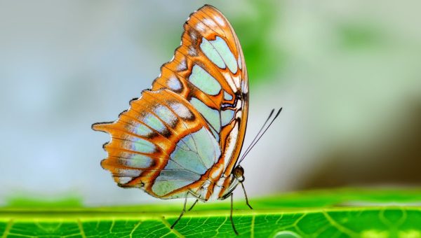 Tropické motýle majú podľa vedcov väčšiu schopnosť termoregulácie než motýle v miernych oblastiach. Zdroj: iStockphoto.com